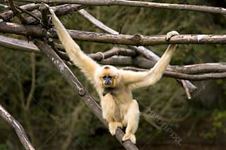 White Cheeked Gibbon