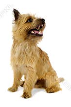 Happy dog