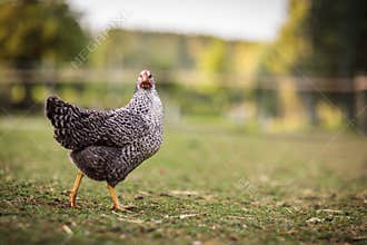 Hen in a farmyard
