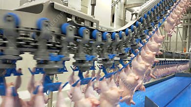 Poultry processing industry. Raw chicken meat production line. Poultry processing plant. Conveyor belt for food factory. Automatic