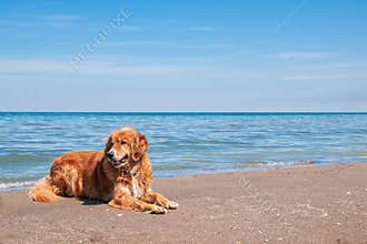 Happy Golden Retriever Dog on Beach