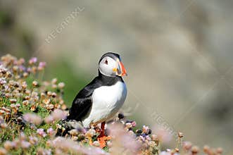Puffin