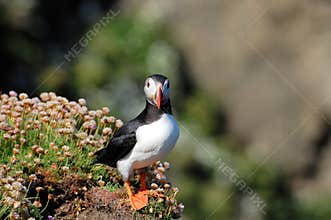 Puffin