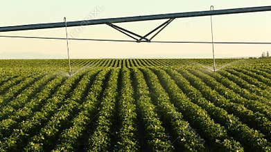 An agricultural sprinkler in an Idaho farm field.