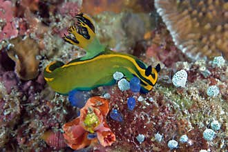 Nudibranch crawling on the coral reef. Philippines