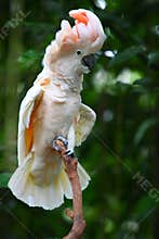 Cockatoo in a Tree