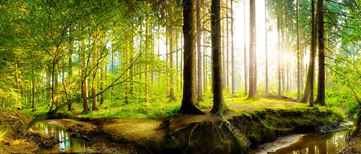Deciduous forest landscape