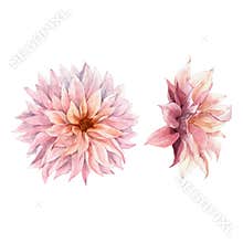 Beautiful watercolor vector floral set with pink chrysanthemum flowers. Stock illustration.