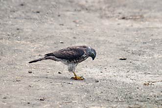 Shikra Accipiter badius