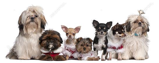 Group of dogs sitting