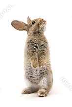 Adorable rabbit isolated on white