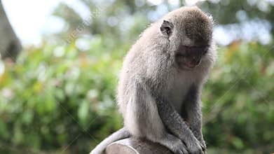 Monkey Family At Sacred Monkey Forest. Ubud, Bali, Indonesia