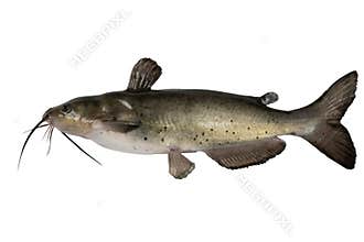 Channel catfish