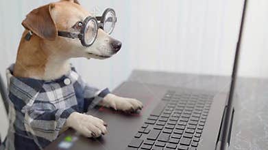 freelancer hungry dog looking to computer screen and licking.