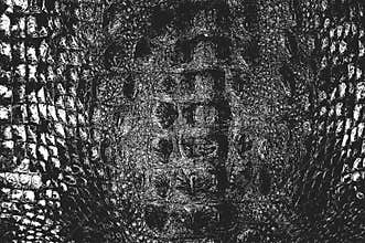 Distress snake skin grunge texture. Black and white background