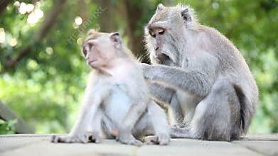 Monkey Family At Sacred Monkey Forest. Ubud, Bali, Indonesia