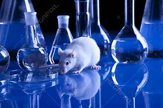 Rat in lab. Animal experiments