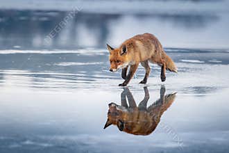 Red fox Vulpes vulpes with a bushy tail hunting