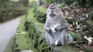 Monkey Family At Sacred Monkey Forest. Ubud, Bali, Indonesia