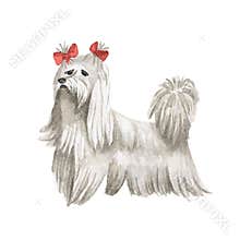 Cute dog bolognese watercolor hand illustration vector
