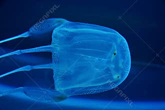 Box jelly fish