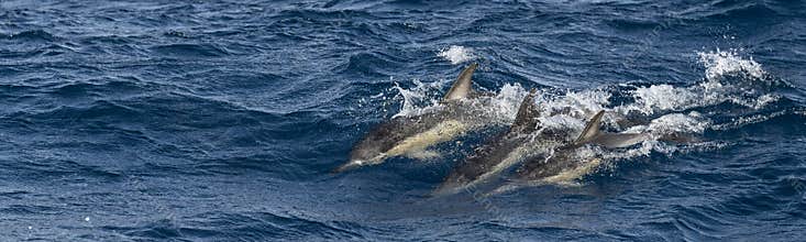 Group of Common dolphins in the waters of the Azores Islands near Sao Miguel Island