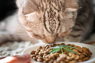 CBD Hemp Food Delicacy for Dogs and Cats in dishes with the green leaf of hemp close up - CBD cannabis treats and medical