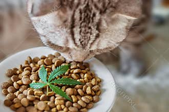 CBD Hemp Food Delicacy for Dogs and Cats in dishes with the green leaf of hemp close up - CBD cannabis treats and medical