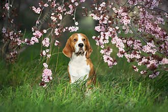 Beagle dog in spring garden