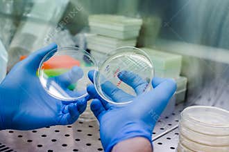 Petri dishes with transgenic bacteria. Photo taken from laminar interior