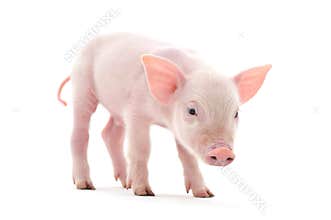 Pig