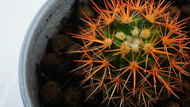 Cactus with orange needles.In the pot spinning in a circle.