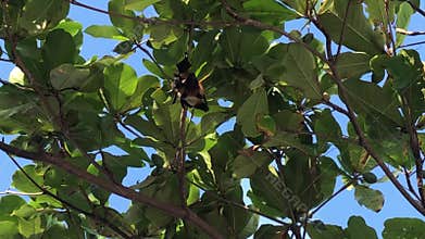 Bat flying away from the fruit tree