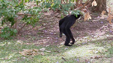 Slow Motion of Black Monkey Walking on Two Legs Like a Human on Green Grass