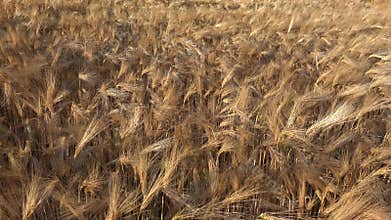 Wheat in Agriculture Field, Ear in Sunset, Agricultural View Grains Industry, Cereals Crop