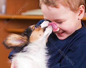 Puppy papillon licking a boy