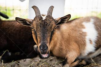Farm animals in the barn