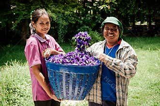 Beautiful vibrant Butterfly pea flower basket in Asian farmers hands