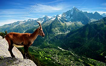 Mountain Goat