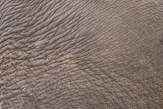 The Skin Texture of Elephant. Elephant Skin Texture.
