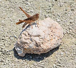 Grasshoppers are insects of the suborder Caelifera