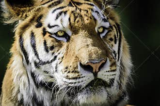 Amur tiger - close up of face
