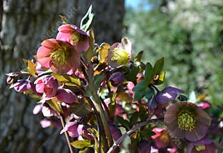 black hellebore Heleborus niger blooms in March and may have deep purple petals