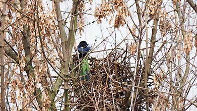 Eurasian magpie builds a nest