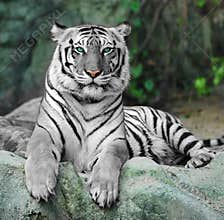 WHITE TIGER on a rock in zoo