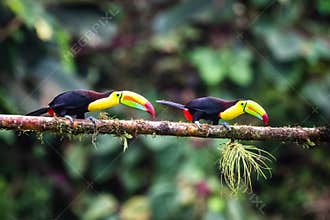 Keel-billed Toucan - Ramphastos sulfuratus,
