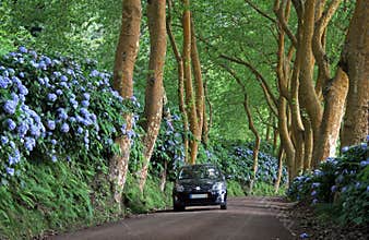 Car on a lonely side road (Azores)