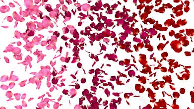 Burst of confetti from rose petals