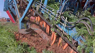 Carrots pulled out from the ground by Carrot Picker. Automatic carrot picking.