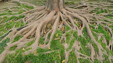 Tree roots